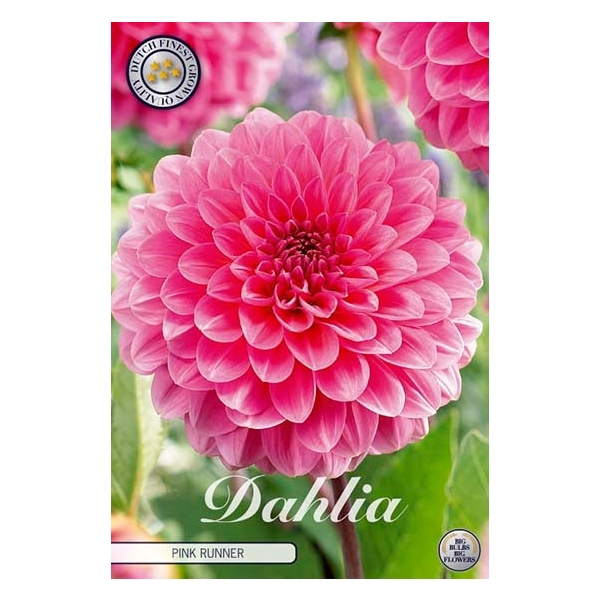 <h4>Dahlia Pink Runner x1 l</h4>