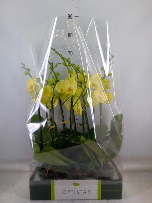 <h4>Phalaenopsis  'Ant Ferrara'</h4>