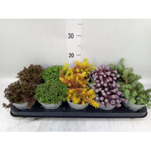 Sedum   ...