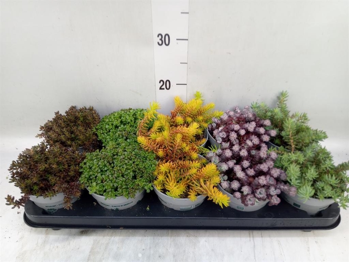 <h4>Sedum   ...</h4>