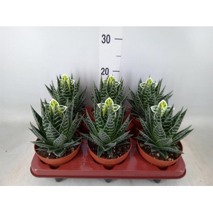 Aloe aristata 'Tiki Tahi'