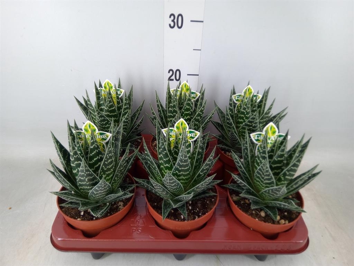 <h4>Aloe aristata 'Tiki Tahi'</h4>