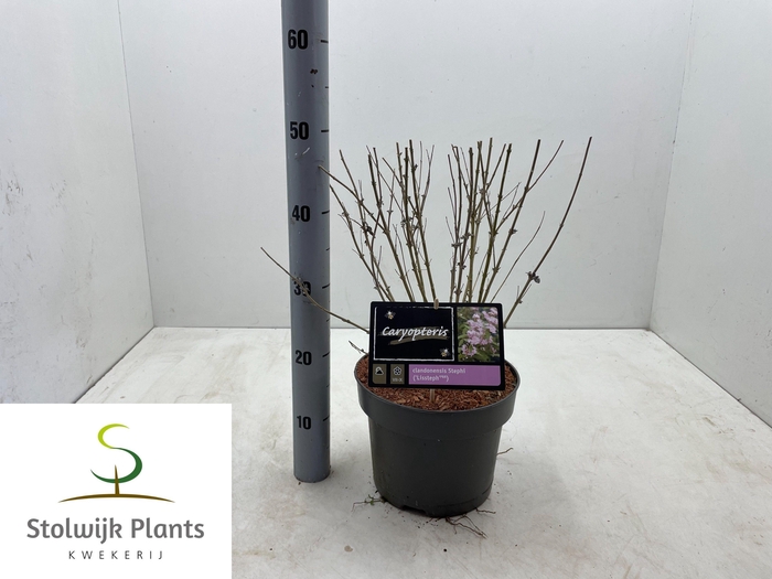 <h4>CARYO CLANDONENSIS</h4>