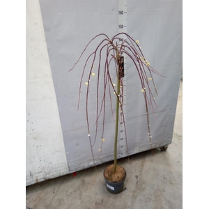 Salix caprea 'Kilmarnock'