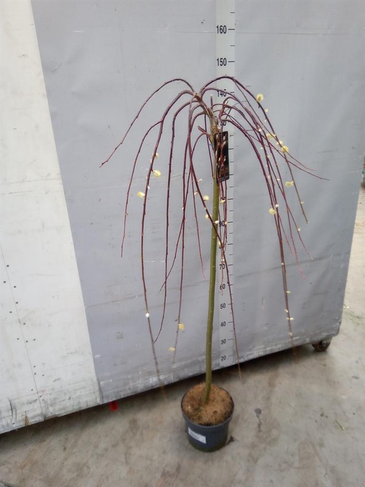 <h4>Salix caprea 'Kilmarnock'</h4>