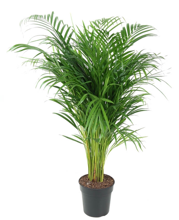 <h4>Dypsis Lutescens</h4>