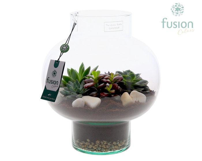 <h4>Green Bottle Laura Medium met Succulenten</h4>