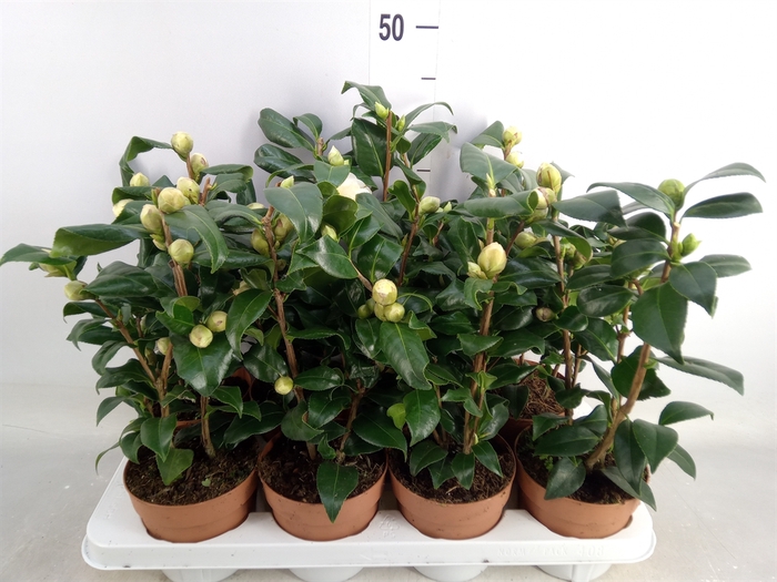 <h4>Camellia japonica 'Brushfield Yell'</h4>