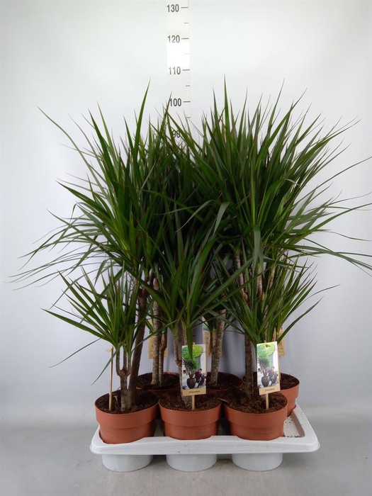<h4>Dracaena marg.</h4>