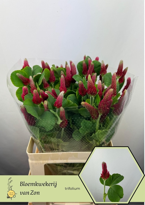 <h4>TRIF PURPUREUM</h4>