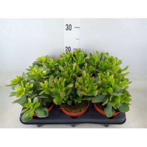 Crassula   ...mix