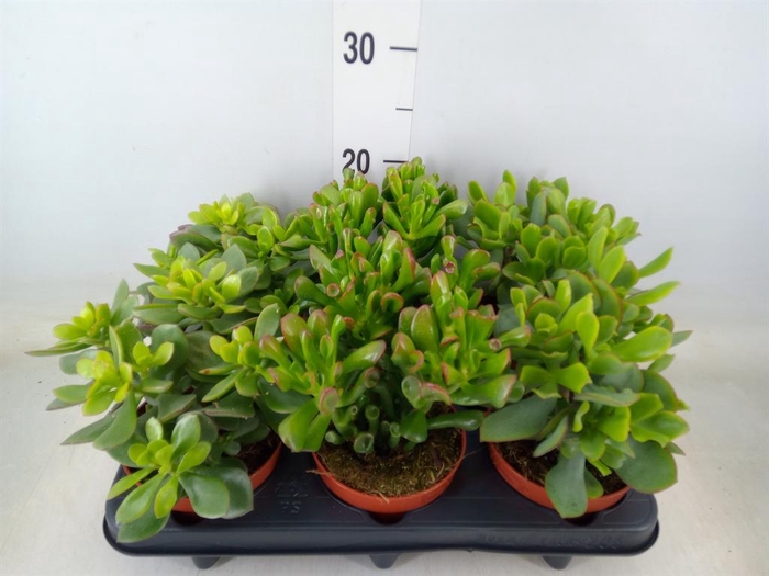 <h4>Crassula   ...mix</h4>