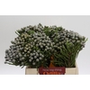 Cape Green Silver Brunia