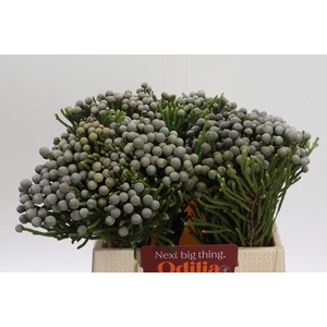 Cape Green Silver Brunia