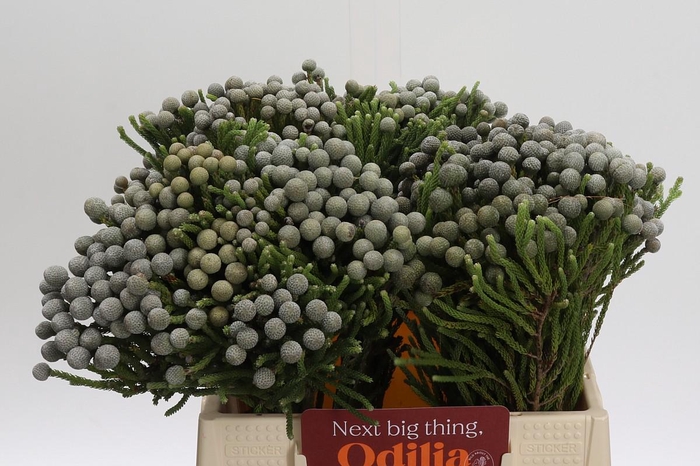 <h4>Cape Green Silver Brunia</h4>