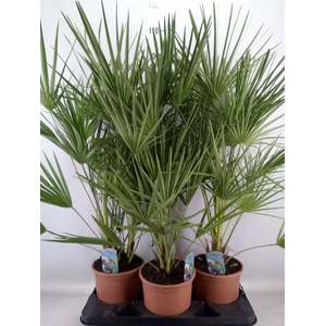 Chamaerops humilis