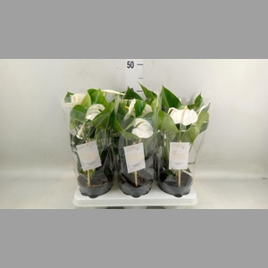 Anthurium andr. 'Cocos'