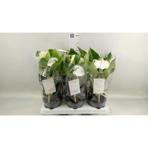 Anthurium andr. 'Cocos'