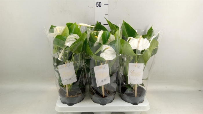 <h4>Anthurium andr. 'Cocos'</h4>
