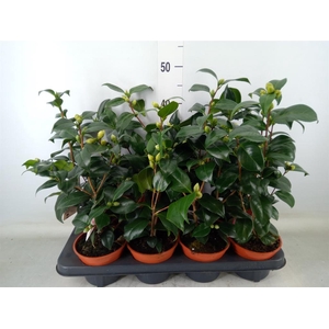 Camellia japonica