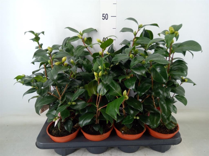 <h4>Camellia japonica</h4>