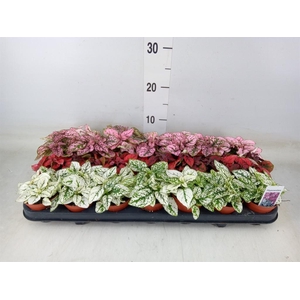 Hypoestes phyllo.   ...mix