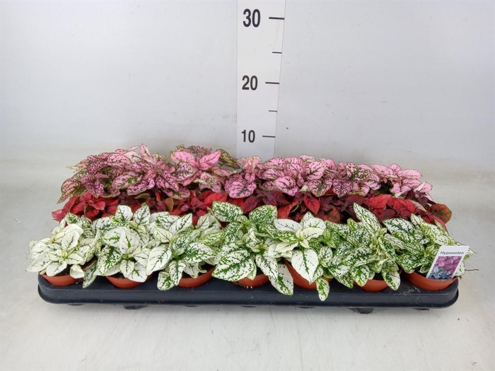 <h4>Hypoestes phyllo.   ...mix</h4>