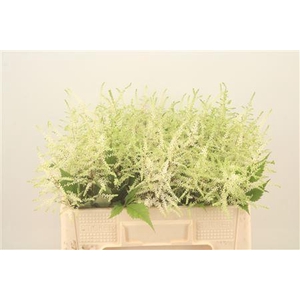 Astilbe Wasingthon White