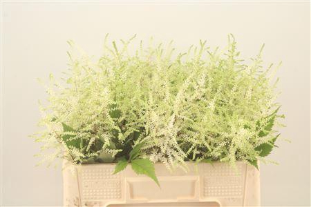 <h4>Astilbe Wasingthon White</h4>