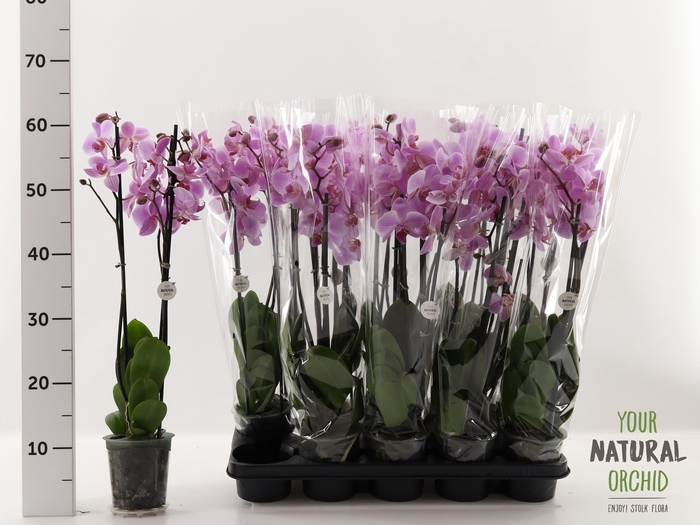 <h4>PHAL OV ROZE</h4>