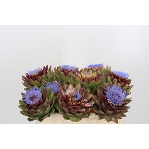 Cynara Sc Green Glob