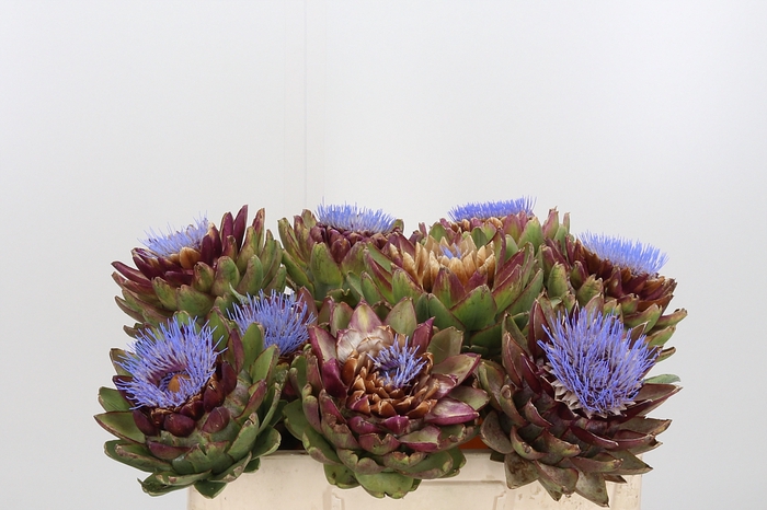 <h4>Cynara Sc Green Glob</h4>