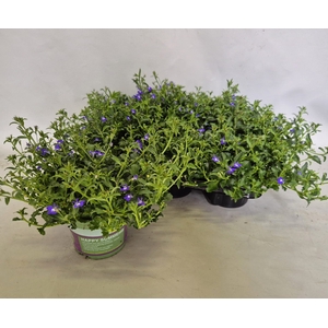 Lobelia Curacao Dark Blue