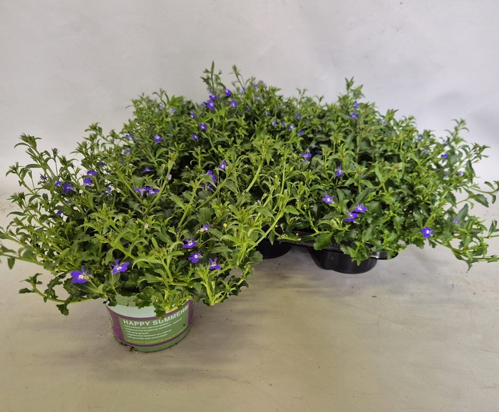 <h4>Lobelia Curacao Dark Blue</h4>
