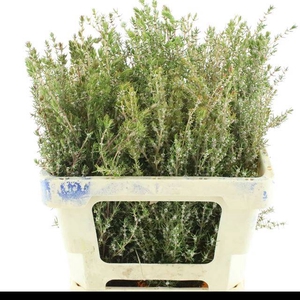 KAAPS GROEN
