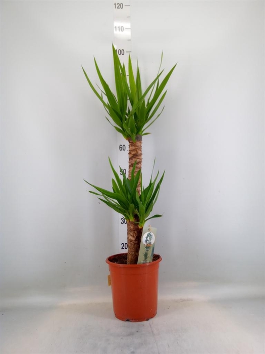 <h4>Yucca   ...</h4>