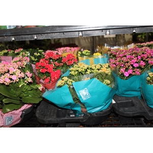 KALANCHOE DOBRADO C21