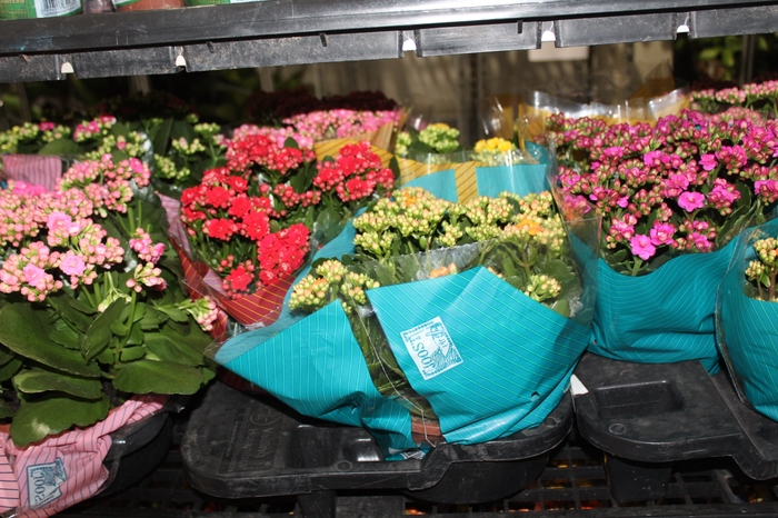 <h4>KALANCHOE DOBRADO C21</h4>