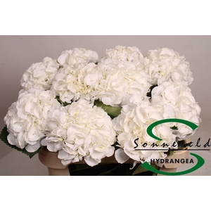 HYDR M ROYAL PRINCES