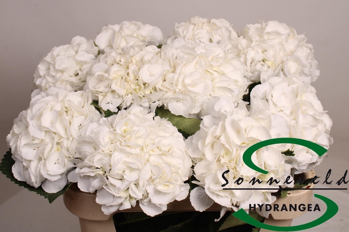 <h4>HYDR M ROYAL PRINCES</h4>