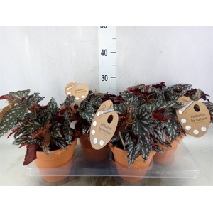 Begonia BD mac. 'Spotlight Dark'