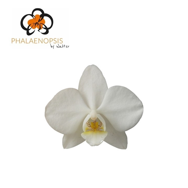 <h4>Phalaenopsis venice (per flower)</h4>