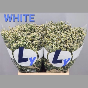 Lim Sin White Diamond 70cm