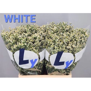 Lim Sin White Diamond 70cm