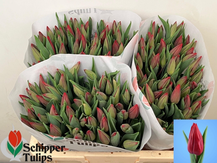 <h4>TU EN STRONG LOVE</h4>