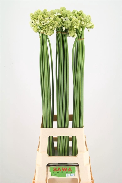 <h4>ORNIT SAUNDERSIAE</h4>