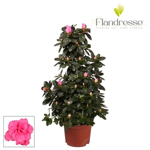 Azalea Flandresse® piramide 'roze' 65 cm