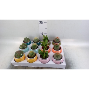Cactus   ...mix