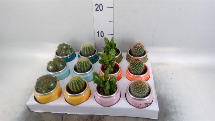 <h4>Cactus ...mix</h4>