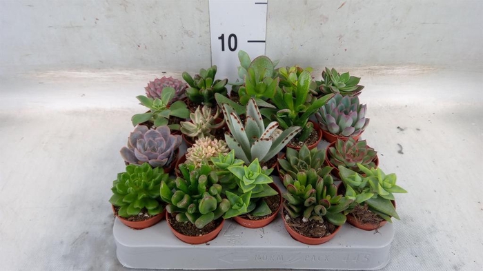 <h4>Succulents   ...</h4>